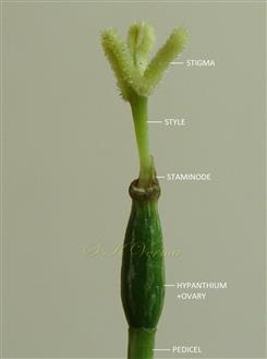  Pistil